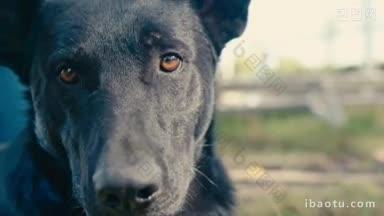 大黑狗看着摄像机